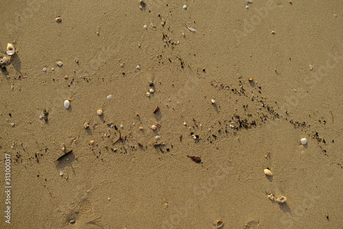 Sea Texture with Seashells at a Beach in Thailand