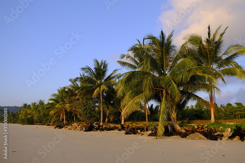 Tropical Palm Trees on a Beach in Thailand