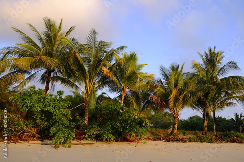 Fototapeta Naklejka Na Ścianę i Meble -  Tropical Palm Trees on a Beach in Thailand