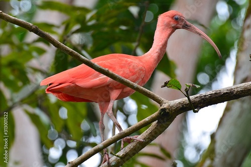 Scharlachsichler (Eudocimus ruber) photo