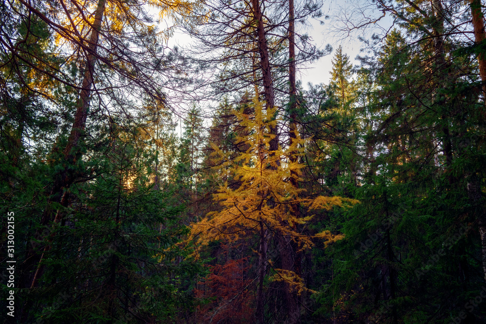 Sunny day in the autumn forest. The warm autumn sun illuminates the trunks of fir trees in a colorful autumn forest.