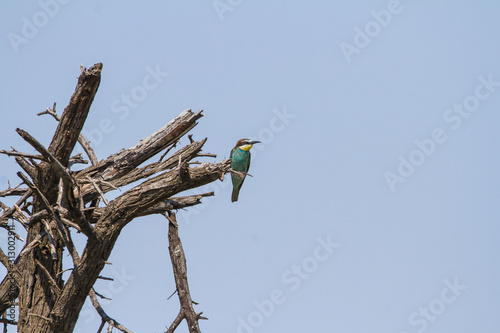 European Bee-ater on a tree branch photo