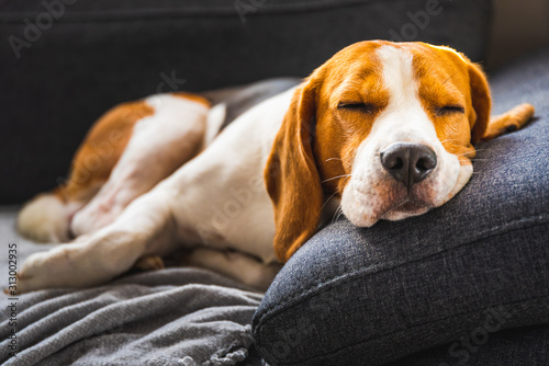 Adorable beagle hound in bright interior background. A pet sitting on the sofa with sad face