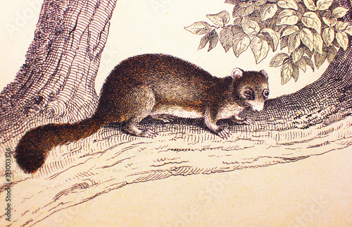 Sleepy Squirrel in a vintage book History of animals, by Shubert/Korn, 1880, St. Petersburg photo