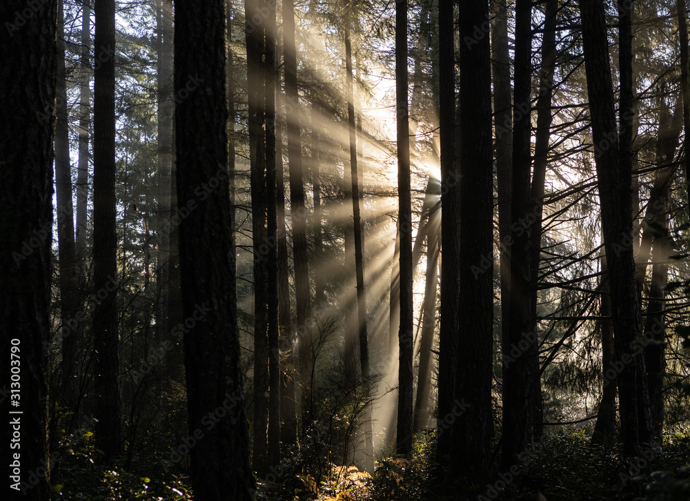 Fototapeta premium Sun beams shining through trees in forest