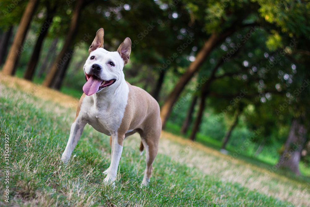 Happy pet dog on grass, enjoying in the public park, outdoors Happy pet dog on grass, enjoying in the public park, outdoors