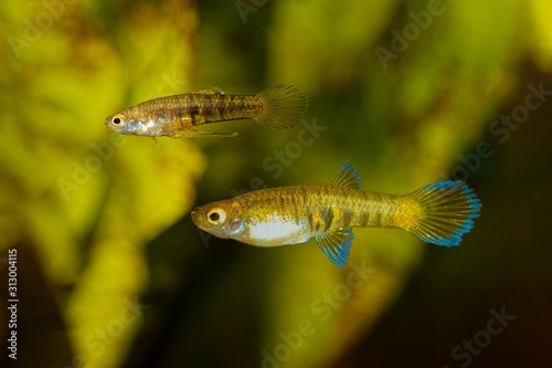Live bearer fishes Neoheterandria elegans in freshwater aquarium