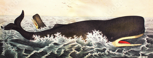Canvas-taulu Sperm whale in a vintage book History of animals, by Shubert/Korn, 1880, St