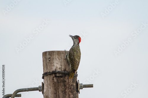 Cardinal Woodpecker on a powerline photo