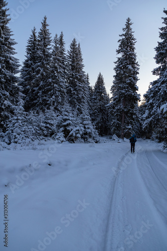 Abstract background, nature landscape in Rodna Mountains, on a very cold winter morning day, with trees and road covered with fresh snow