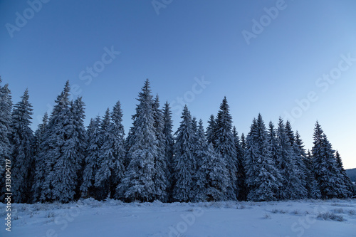 Abstract background, nature landscape in Rodna Mountains, on a very cold winter morning day, with trees and road covered with fresh snow