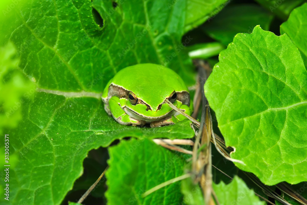 Beautiful Europaean Tree frog Hyla arborea - Stock Image Beautiful Europaean Tree frog Hyla arborea - Stock Image