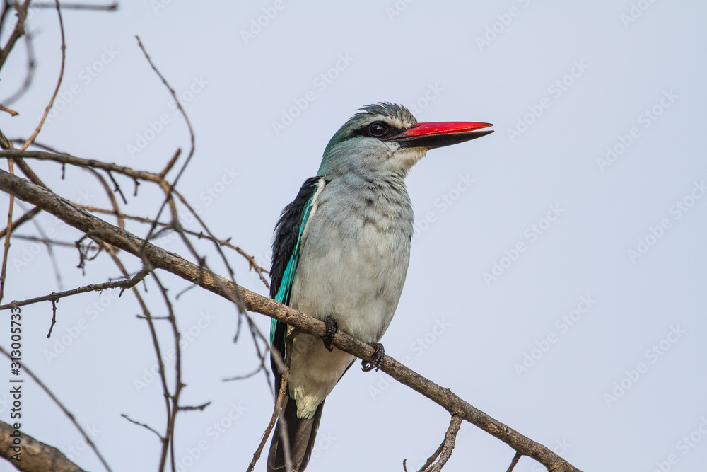 Fototapeta premium Mangrove Kingfisher sitting on a powerline