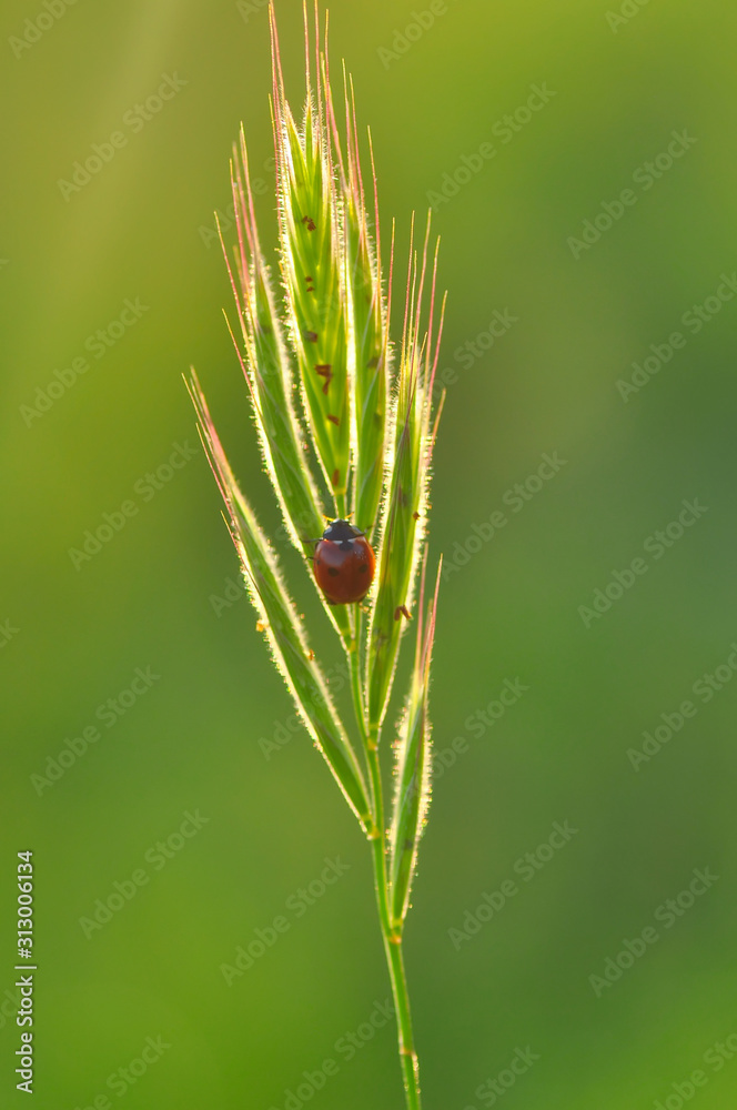 Beautiful ladybug on leaf defocused background Beautiful ladybug on leaf defocused background