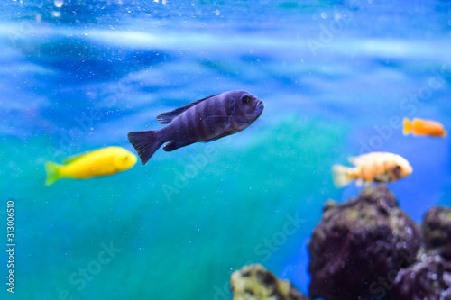 Fototapeta Naklejka Na Ścianę i Meble -  Aquarium fish in motion. Soft focus, blurred background.