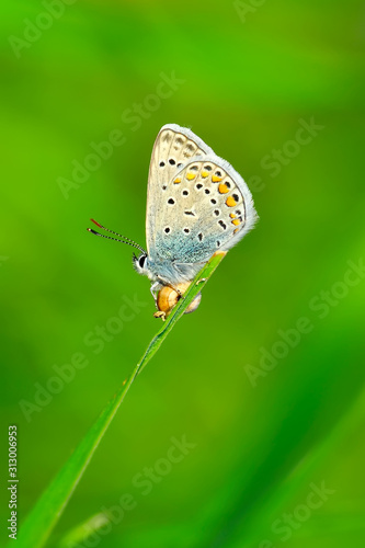 Closeup beautiful butterfly sitting on the flower. © blackdiamond67