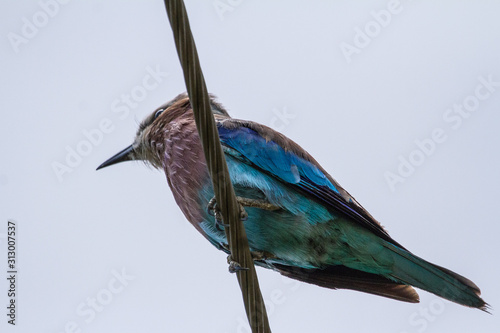Lillac-breasted Roller on a powerline