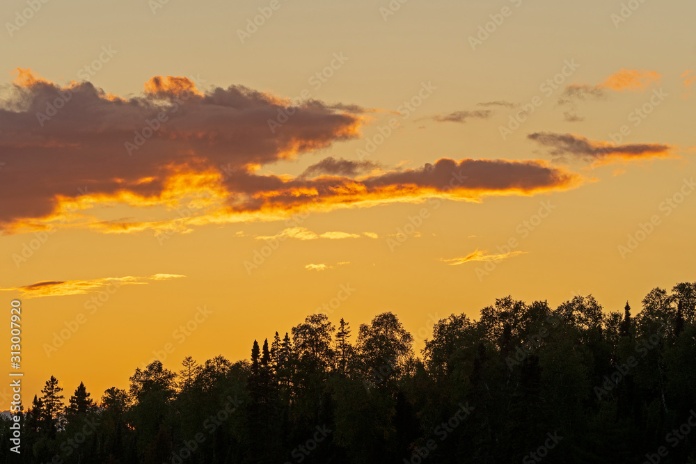 Golden Clouds over Silhouetted Trees