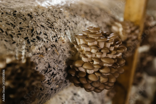 Oyster mushroom cultivation growing in farm on oil cake substrate