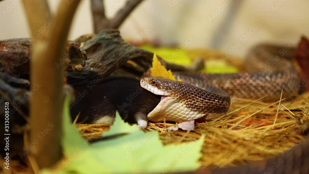 Selective focus closeup of pet serpent feeding time in foliage filled terrarium, snake swallowing dead brown and white rat over pine needles Selective focus closeup of pet serpent feeding time in foliage filled terrarium, snake swallowing dead brown and white rat over pine needles
