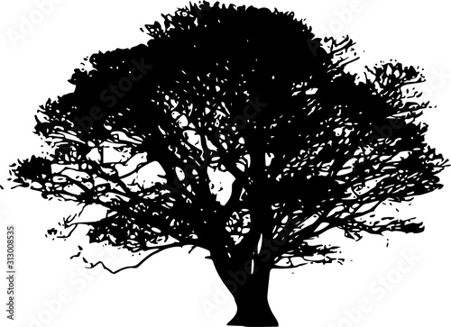 silhouette of a tree on white background