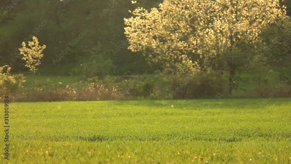 pollen flight in back light