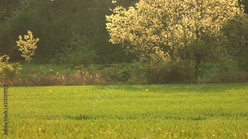 pollen flight in back light
