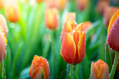 pomaranczowe-tulipany