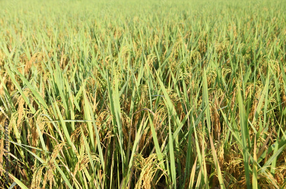 Rice field, an ear of rice,gold field Rice field, an ear of rice,gold field