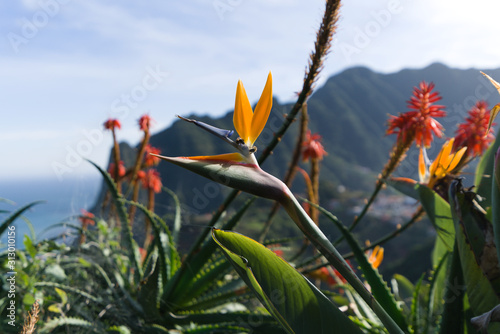 Colorful flower Bird of paradise (Strelitzia Reginae) in santana madeira, background picture