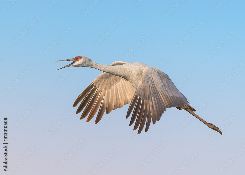 Obraz premium Sandhill crane in flight at Bosque del Apache National Wildlife Refuge in New Mexico