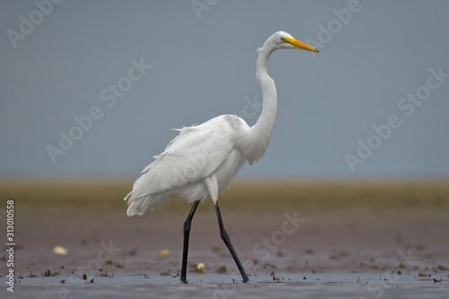 Portrait of a Great Egret On Cape Cod Bay, Standing Tall On the Low Tide Mud Flat  © Peter