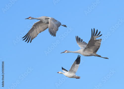 Two sandhill cranes and one snow goose in flight at Bosque del Apache National Wildlife Refuge in New Mexico