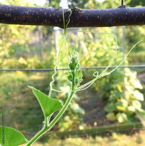 Pumpkin tendrils and leaves. An aerial stem clings to a tree branch.