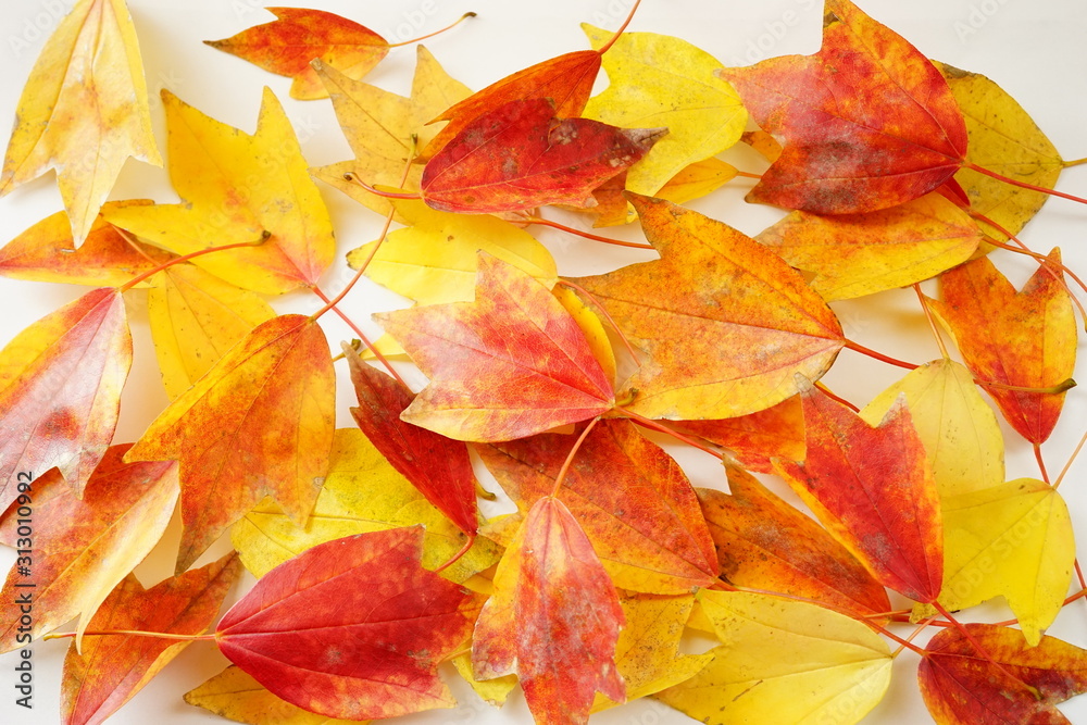 紅葉　かえで　落ち葉　葉　赤色　黄色　接写　マクロ　白バック　白背景　たくさん　一面　ビビットカラー