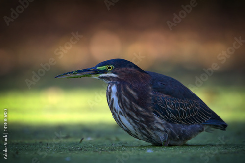 Green Heron In the Shadows Stalking Tadpoles Through the Duckweed photo