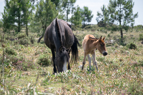 Horse and pony grazing in the field in Spain