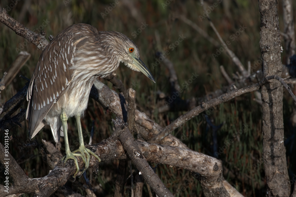 Obraz premium Juvenile Black-Crowned Night Heron Perched On a Branch, Stalking Its Prey In the Marsh