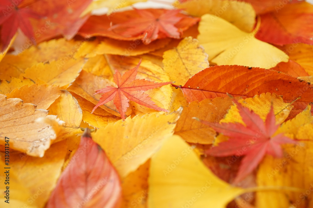 紅葉 かえで けやき いちょう もみじ 落ち葉 葉 赤色 黄色 接写 マクロ 白バック 白背景 たくさん 一面 Stock Photo Adobe Stock