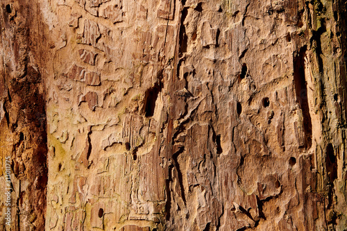 tree destruction by insect bark bootle woodworm