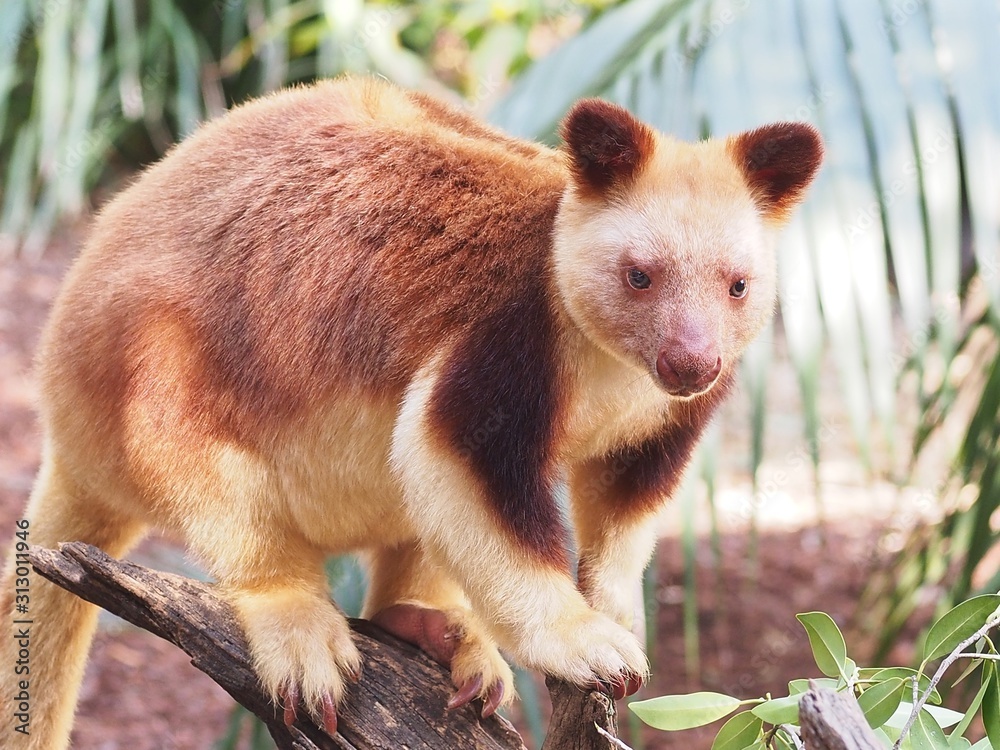 Obraz premium Captivating Engaging Male Goodfellows Tree-Kangaroo with Soft Silken Reddish-Brown Fur.