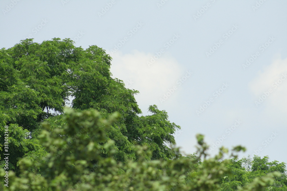 Obraz premium tree with clouds