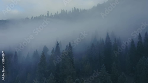 Aerial flying over morning fog covering the pine forest hills. Nez Perce Clearwater National Forests, Idaho, USA. 6 October 2019 photo