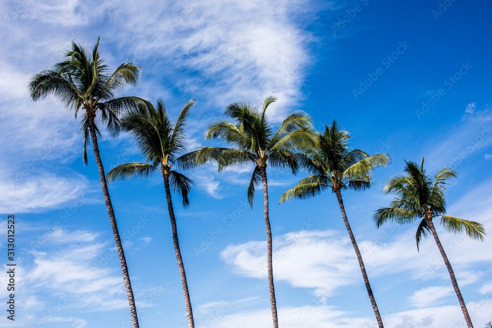 Fototapeta premium maui palms