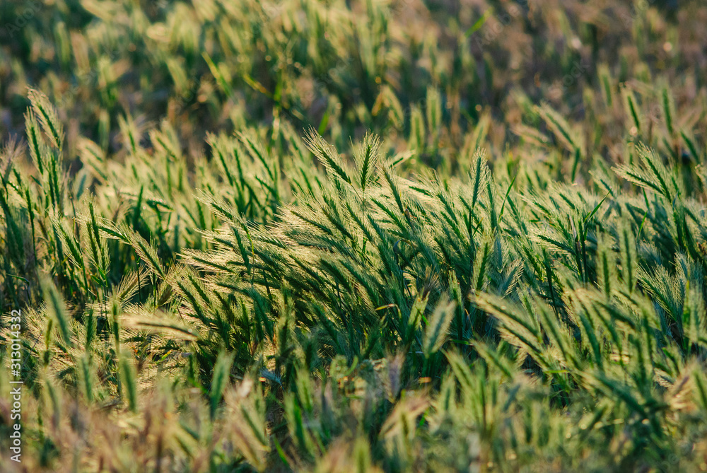 green spikelets in the morning sun on a field of grass. focus on the ears green spikelets in the morning sun on a field of grass. focus on the ears