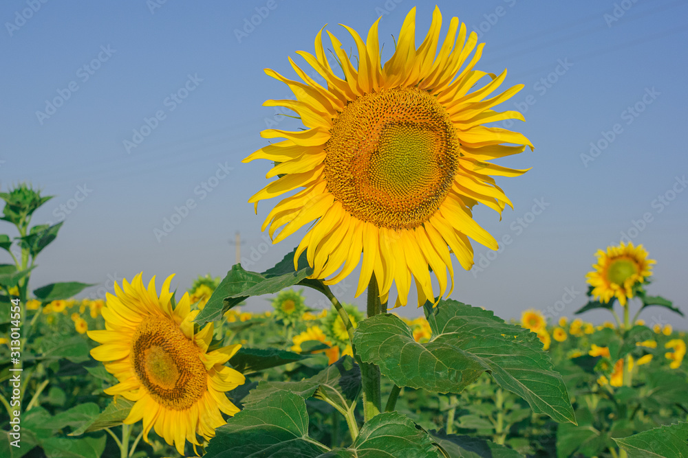 yellow sunflowers in a field in summer against a blue sky. focus on sunflower