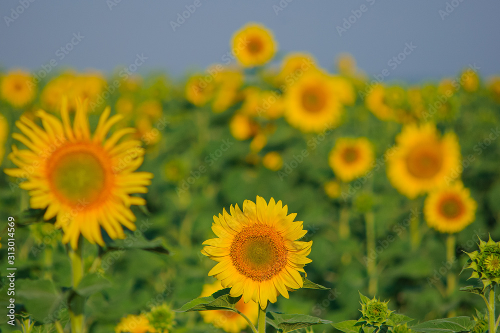 Fototapeta premium yellow sunflowers in a field in summer against a blue sky. focus on sunflower