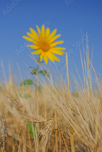 yellow sunflowers in a summer field against a blue sky. focusing on the grass in the foreground