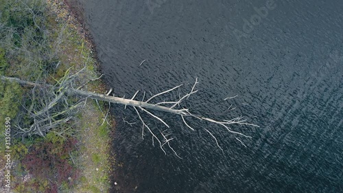 Aerial: Flying over a dead tree in the water on a lake.. Seeley Lake, Montana, USA photo