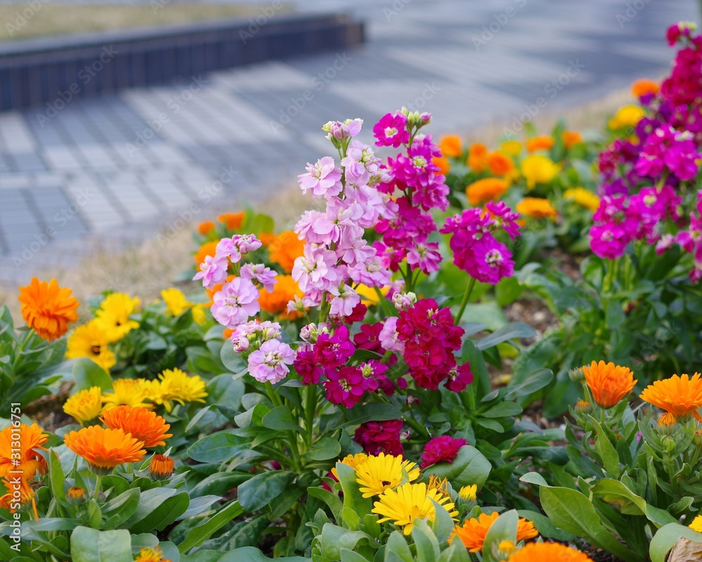 花壇に咲いているストックとキンセンカ Foto De Stock Adobe Stock